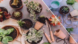 دوره آموزشی پرورش و نگهداری گل و گیاه آپارتمانی